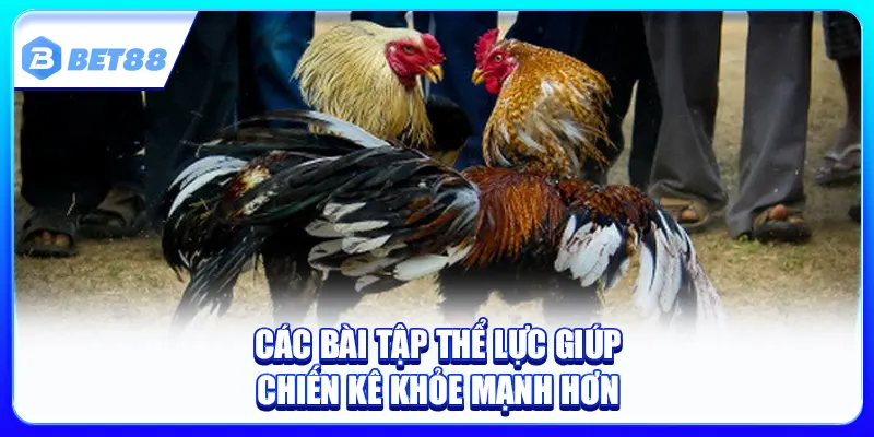 Lịch Tập Luyện Cho Gà Chọi