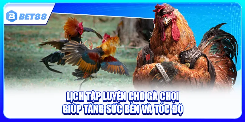 Lịch Tập Luyện Cho Gà Chọi