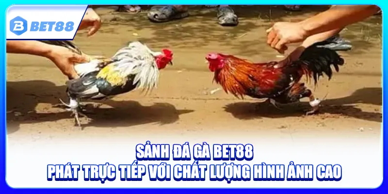 đá gà Bet88