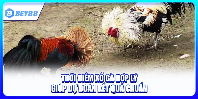 Thời Điểm Xổ Gà Hợp Lý